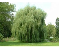 Salix Babilonica (Salcie plângătoare)